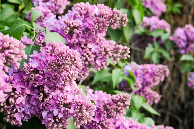 Paarse seringen bloeien Lila bloemen aan een boom Lila lila Lila knoppen