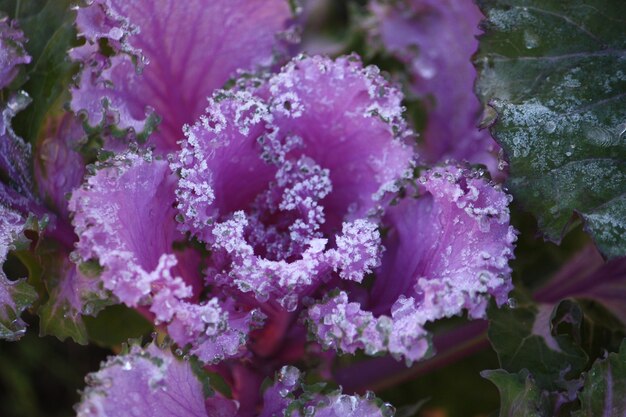 Foto paarse sier decoratieve kool bedekt met een ochtenddauw, selectieve focus