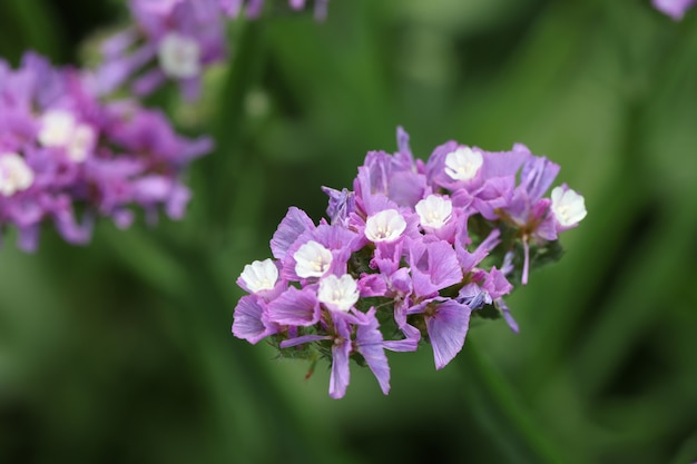 Paarse statice bloemen op veld heldere wilde bloemen concept