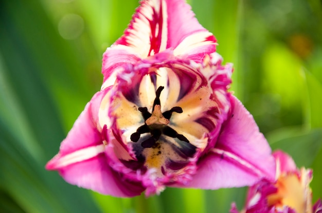 Paarse tulp in bovenaanzicht