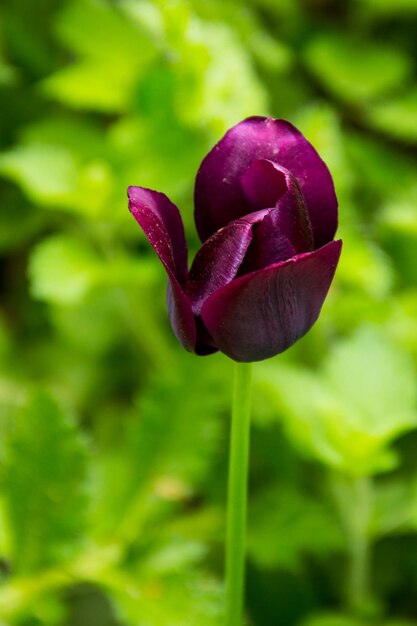 Paarse tulp in de tuin