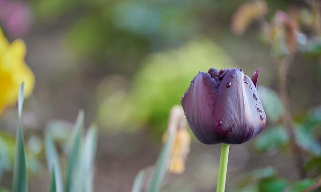 Paarse tulp met druppels water bij zonsopgang met onscherpe onderkant