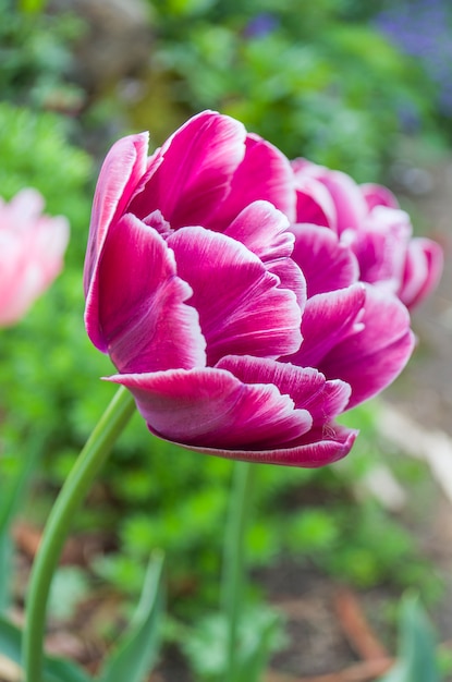 Paarse tulp op een groene achtergrond