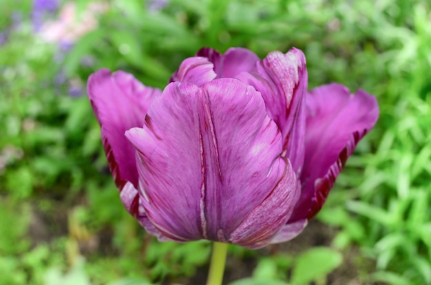 Paarse tulp op een groene achtergrond