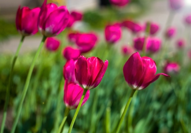 Paarse tulpen die buiten in het park bloeien