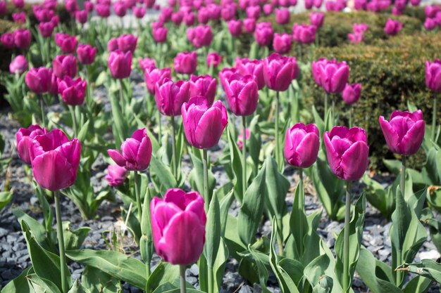 Paarse tulpen een achtergrond