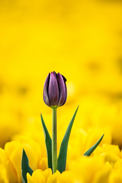 Paarse tulpenbloem met gele bloemen