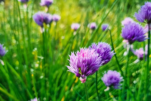 Paarse ui bloem close-up natuurlijke achtergrond groeiende schilfboom in de tuin