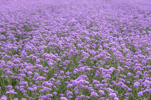 Paarse verbena in het veld