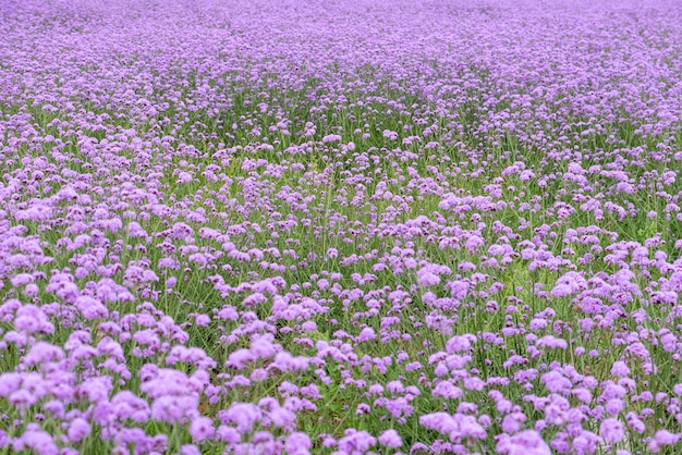 Paarse verbena in het veld