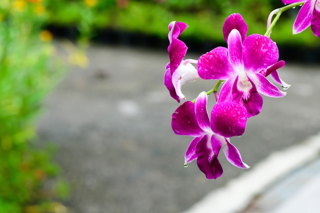 Paarse verse orchideeën bloemen in de tuin