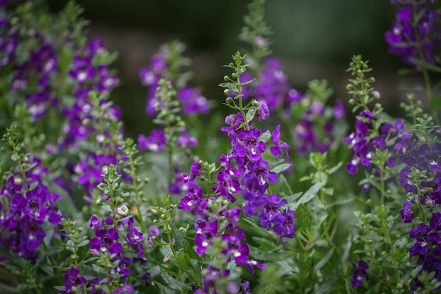 Paarse violette bloem in de tuin bij het ochtendzonlicht