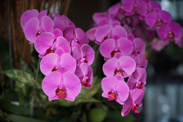 Foto paarse violette orchidee met bokeh achtergrond