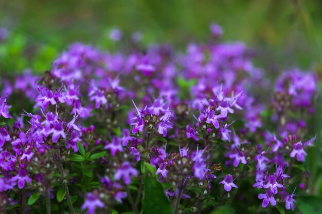 Paarse weidebloemen met kleine bloeiwijzen. mooie natuurlijke achtergrond. horizontale foto. selectieve aandacht.