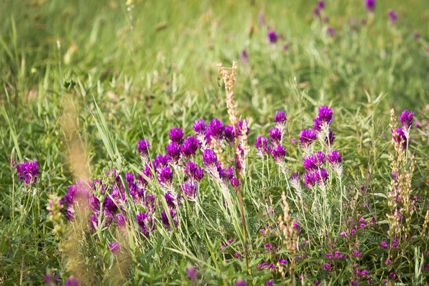 Paarse wilde bloemen in de bergen