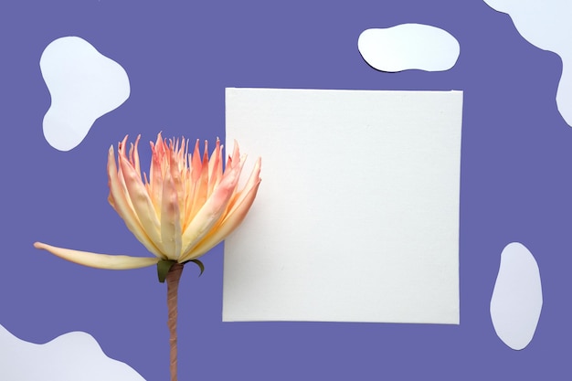 Paarse zeer peri monochrome abstracte papier achtergrond met exotische bloem en natuurlijke organische vormen van gesneden en meerlagig papier. Exemplaarruimte op wit vierkant canvas.