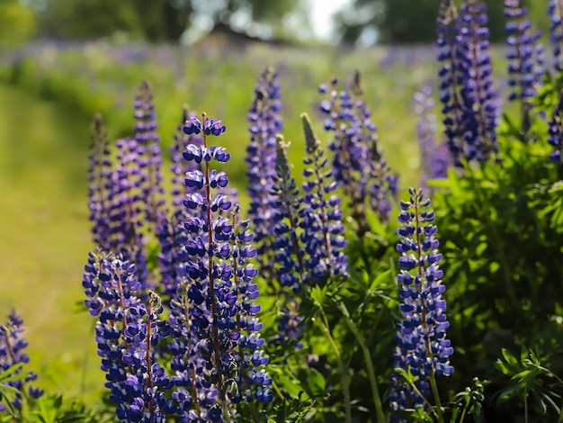 Paarse zomer weide bloemen lupinen een