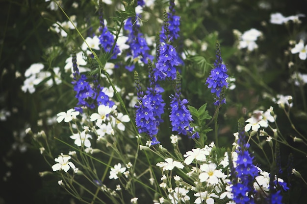 Paarse zomertuin bloemen