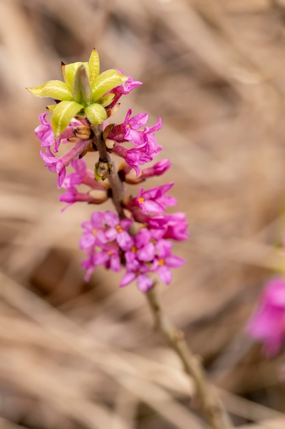 Foto paarsroze bloemen op een tak op een onscherpe achtergrond