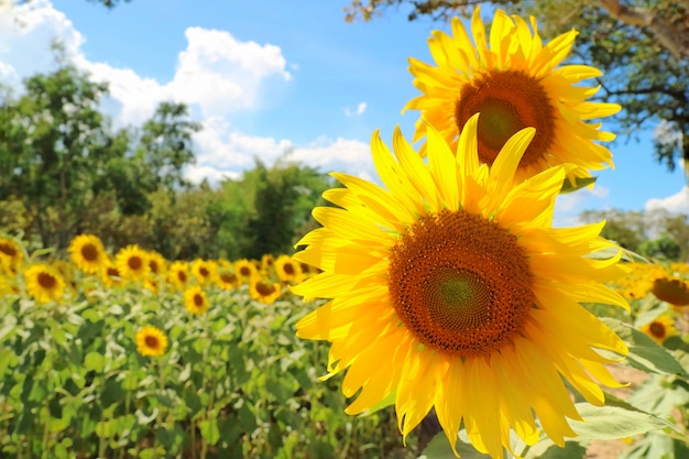 Paarzonnebloemen die met zonnebloemtuin, grote boom en blauwe hemel bloeien.