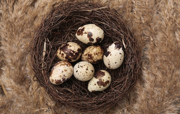 Paascompositie van nest met kwarteleitjes op riettakken