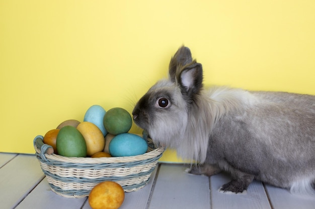 Foto paashaas huis konijn met kleurrijke eieren in een mand op gele achtergrond