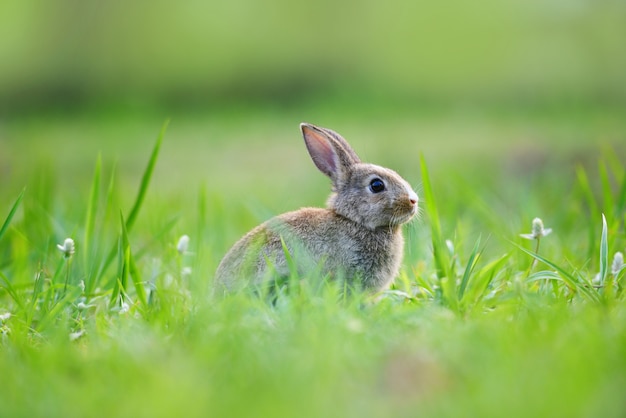 Paashaas met bruin konijn op weide en de lente groene grasachtergrond openlucht verfraaid voor de dag van festivalpasen - konijn leuk op aard