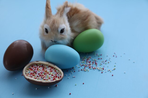 Paashaas met chocolade ei