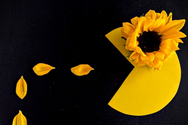 Premium Photo | Pac-man eating sunflowers on black background.