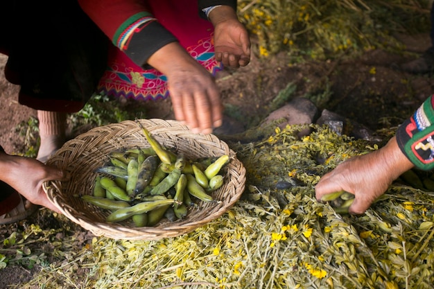 In the pachamanca ceremony, variety of meat and vegetables are cooked under hot stones.