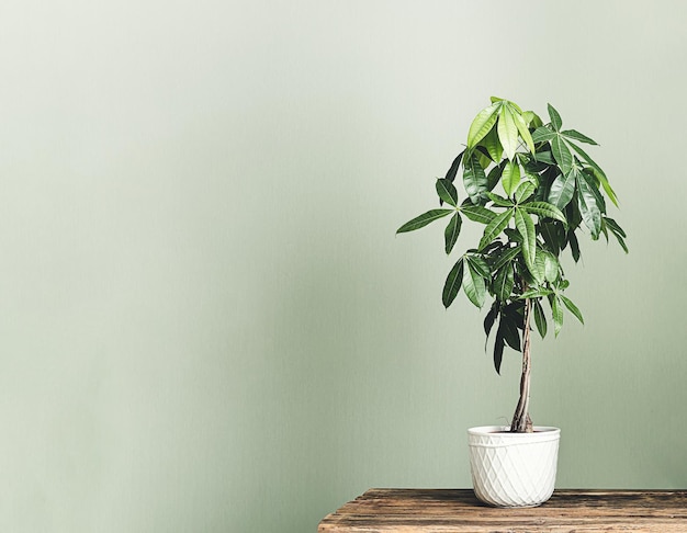 Pachira aquatica Guyana kastanje of geldboom in een witte bloempot op de houten tafel geïsoleerd