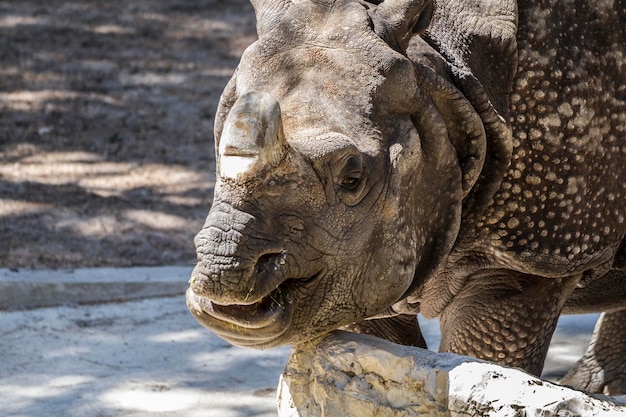 pachyderm, danger, Indian rhino with huge horn and armor skin