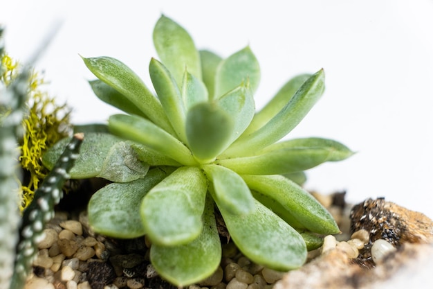 흰색 배경에 Pachyphytum 근접 촬영 즙이 많은 케어