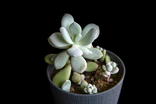Pachyphytum succulent in a pot isolate on a black background Home flowers hobby