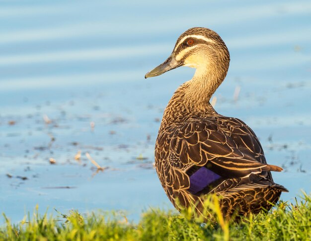 Pacific Black Duck