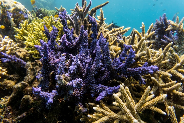 Foto vita della barriera corallina dell'oceano pacifico