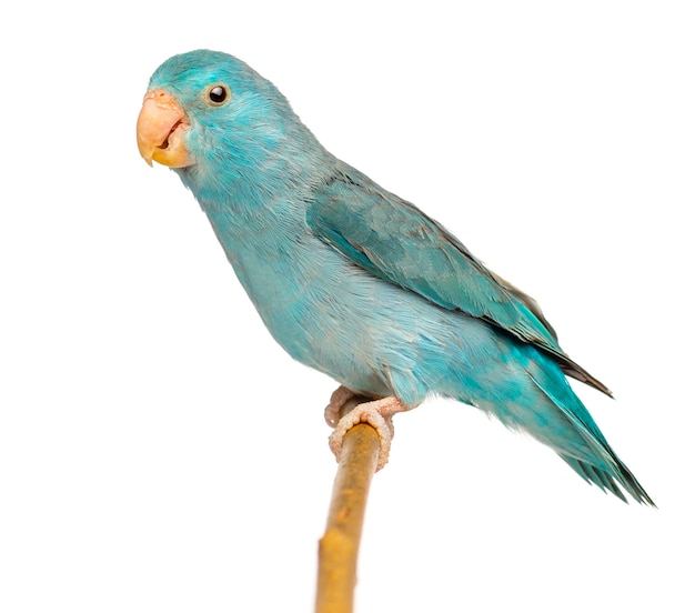 Pacific Parrotlet Forpus coelestis zat op een tak tegen een witte achtergrond