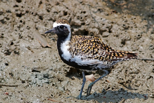 Pacifische gouden plevier Pluvialis fulva Prachtige vogels van Thailand