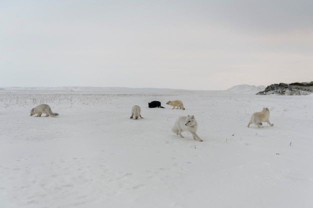 Pack of arctic foxes (Vulpes Lagopus) in wilde tundra.