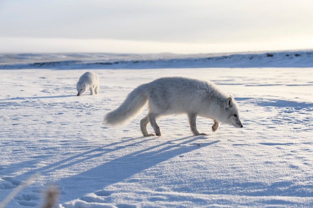 Pack of arctic foxes (Vulpes Lagopus) in wilde tundra.