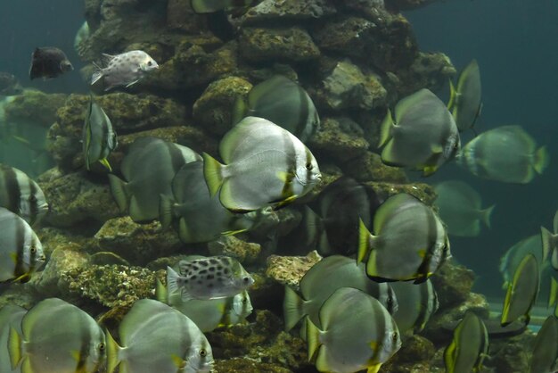 Pack of longfinned batfish in aquarium