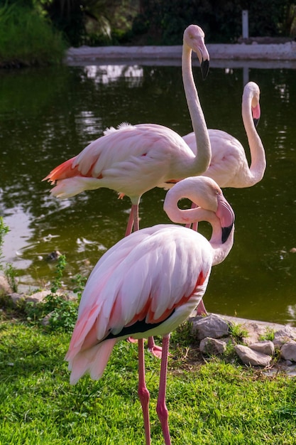 Pack of pink flamingos at the pond in safari park Badoca