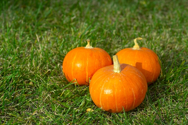 Pack of Pumpkins on green grass