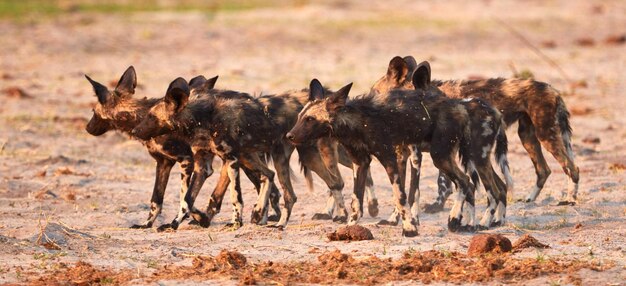 Foto gruppo di cuccioli di cani selvatici