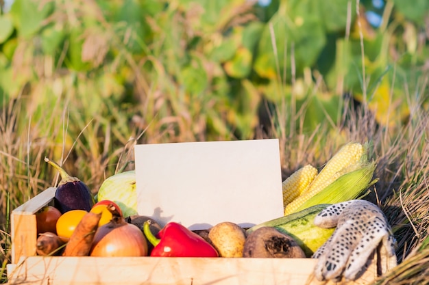 Packaging box full of natural organic vegetables. Empty sign on pile of  fresh vegetables in farming field.