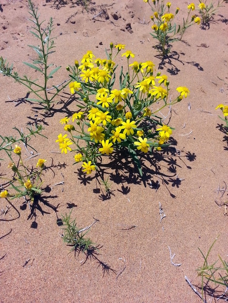 Packera plattensis commonly known as prairie ragwort or prairie groundsel