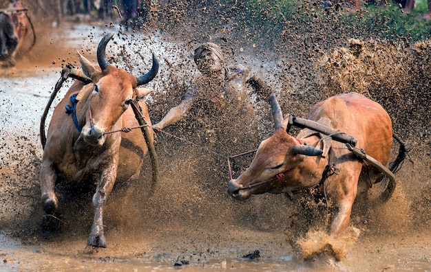 Photo pacu jawi festival (traditional bull race) at tanah datar regency, west sumatra, indonesia