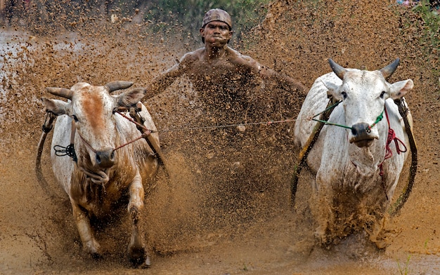 Pacu jawi-festival (traditioneel stierenras) in het regentaat van tanah datar, west-sumatra, indonesië