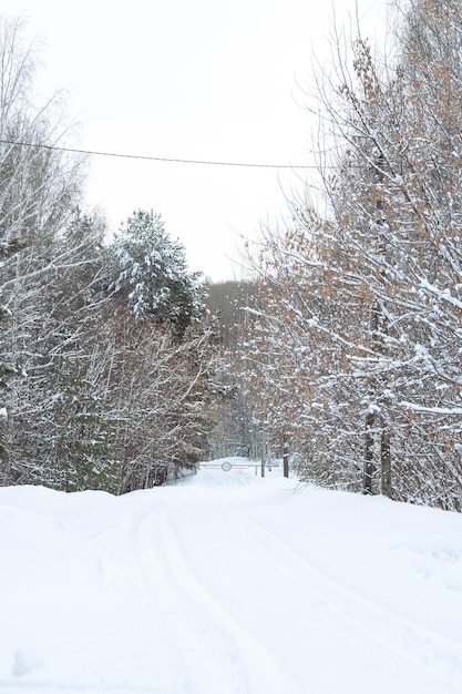 Pad bedekt met sneeuw in het winterbos