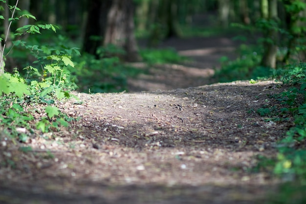 Pad diep het bos in